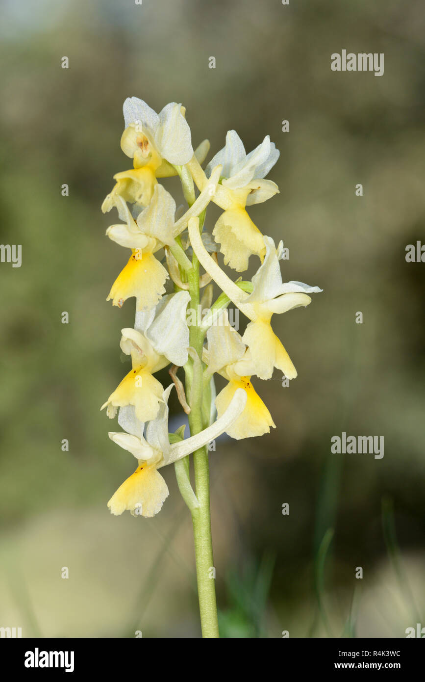 Sparse-blühenden Orchidee - Orchis pauciflora Stockfoto