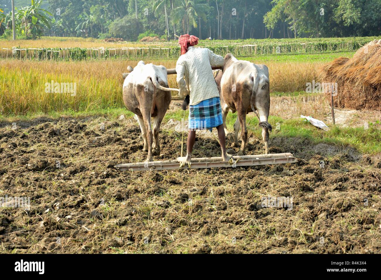 Eine indische Bauern in Westbengalen wird fertig, durch die Festsetzung der Zu seinen Ochsen oder Ochsen pflügen sein Feld mit traditionellen Methoden der Arbeit zu pflügen. Stockfoto