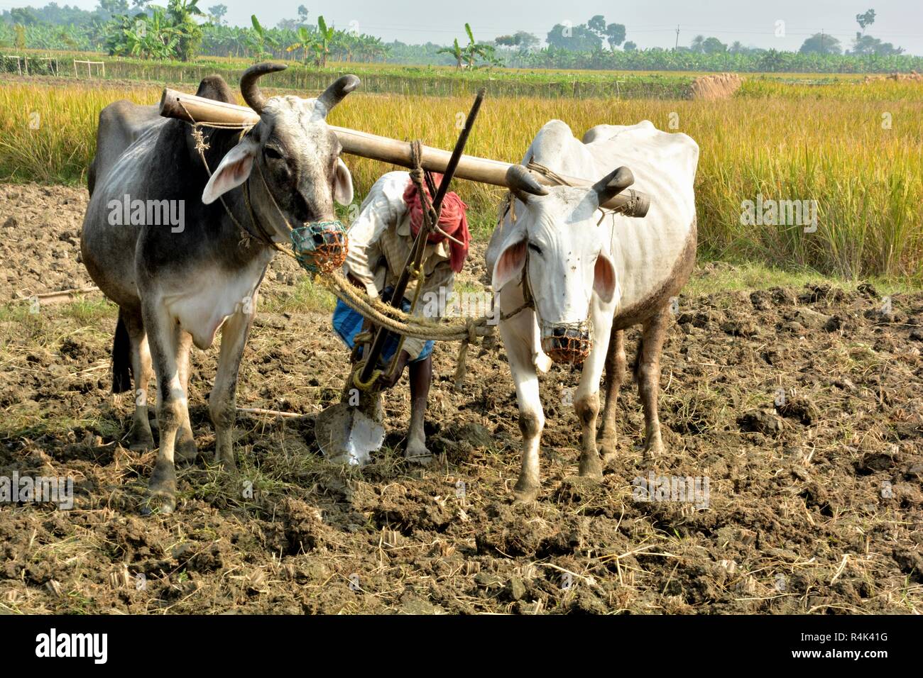 Eine indische Bauern in Westbengalen wird fertig, durch die Festsetzung der Zu seinen Ochsen oder Ochsen pflügen sein Feld mit traditionellen Methoden der Arbeit zu pflügen. Stockfoto