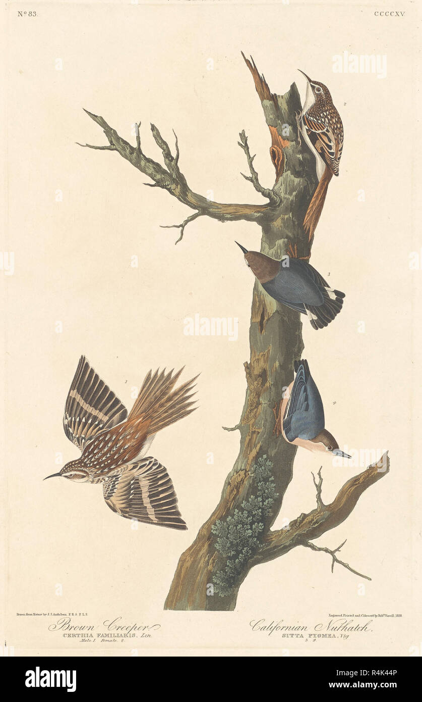 Braun Kriechgang und Kalifornischen Kleiber. Stand: 1838. Medium: Handcolorierte Radierung und Aquatinta auf Whatman Papier. Museum: Nationalgalerie, Washington DC. Autor: Robert Havell nach John James Audubon. AUDUBON, John James. Stockfoto