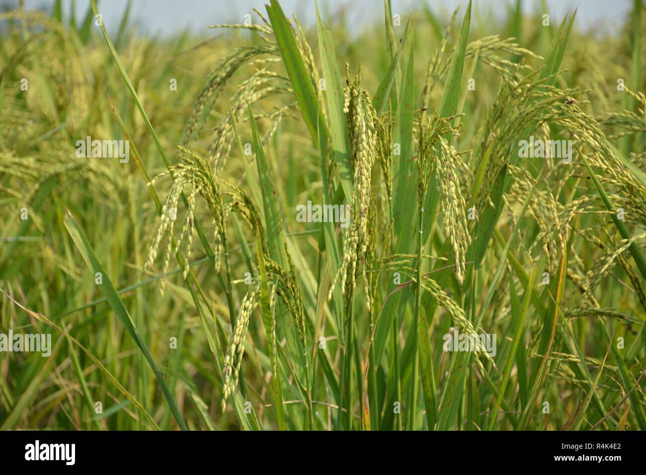 Indische Reis Pflanze oder Paddy (Oryza sativa) vor der Ernte mit goldenen Farben im Bereich mit Laub und Stroh. Stockfoto