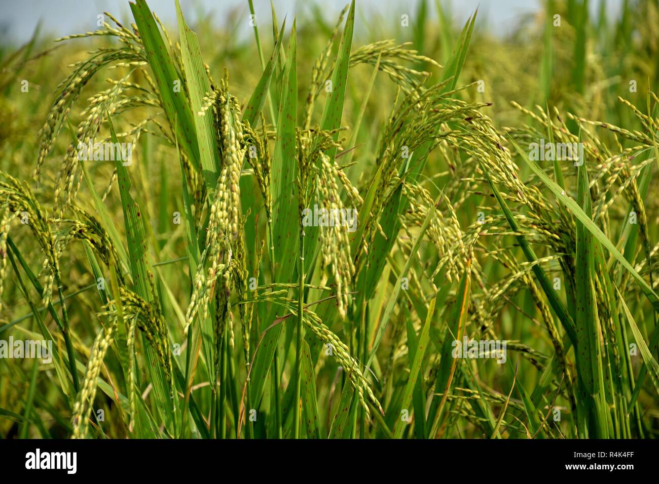 Indische Reis Pflanze oder Paddy (Oryza sativa) vor der Ernte mit goldenen Farben im Bereich mit Laub und Stroh. Stockfoto