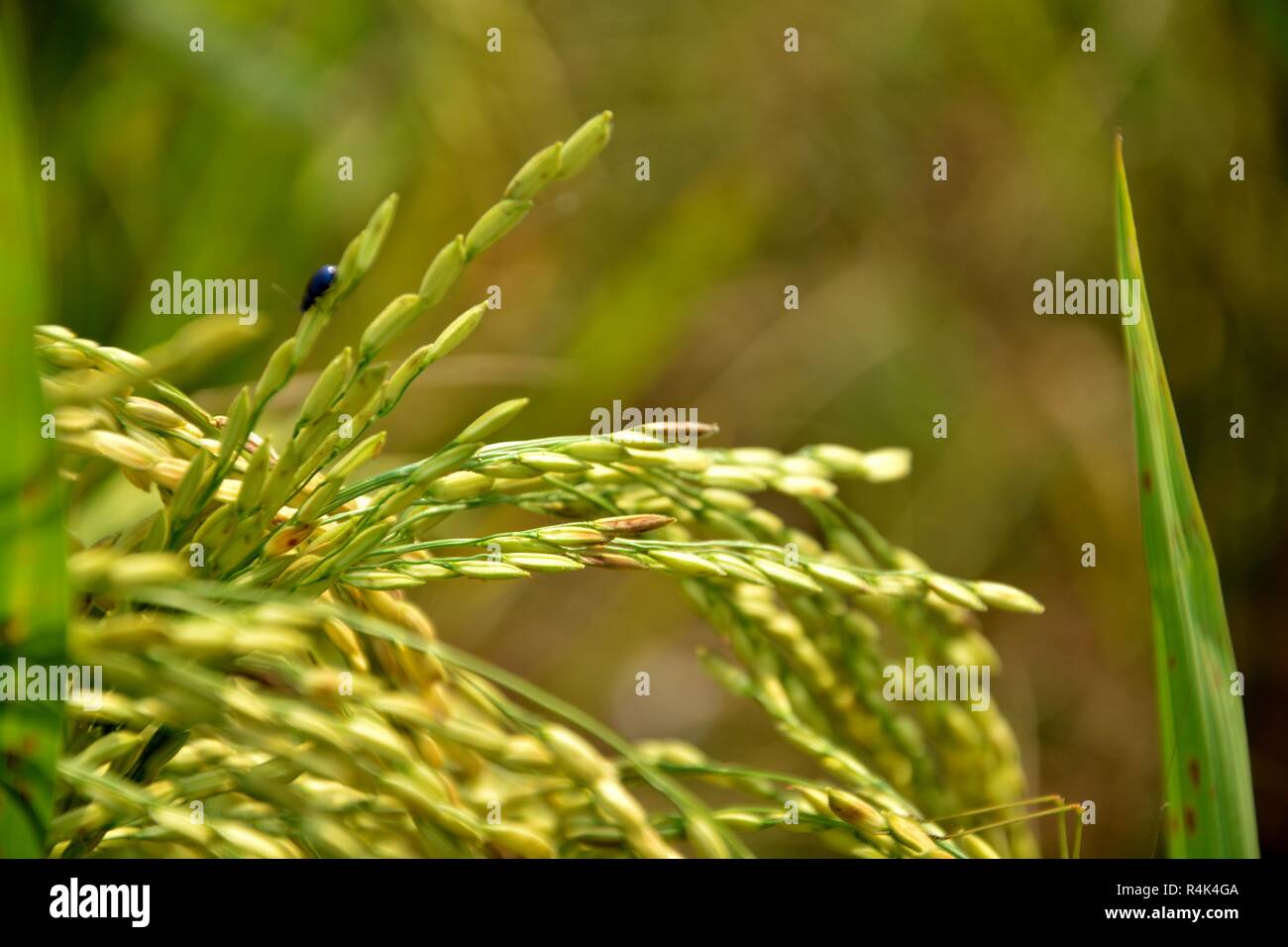 Indische Reis Pflanze oder Paddy (Oryza sativa) vor der Ernte mit goldenen Farben im Bereich mit Laub und Stroh. Stockfoto