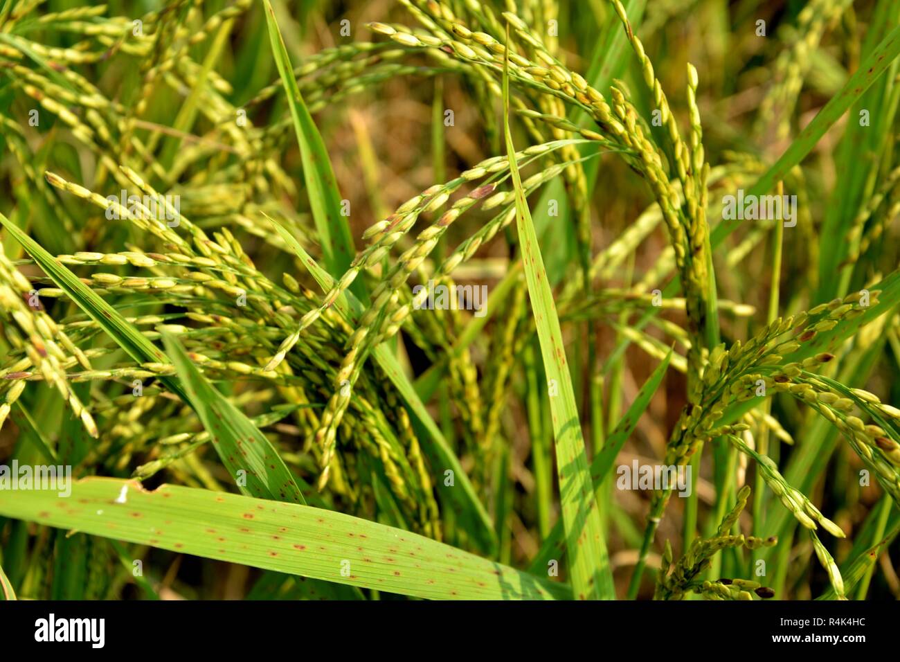 Indische Reis Pflanze oder Paddy (Oryza sativa) vor der Ernte mit goldenen Farben im Bereich mit Laub und Stroh. Stockfoto