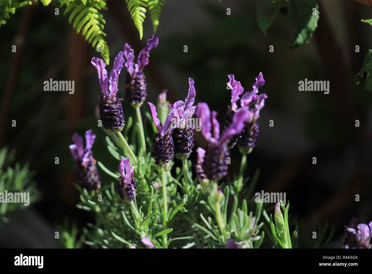 planta lavanda/Lavendelblüte Stockfoto