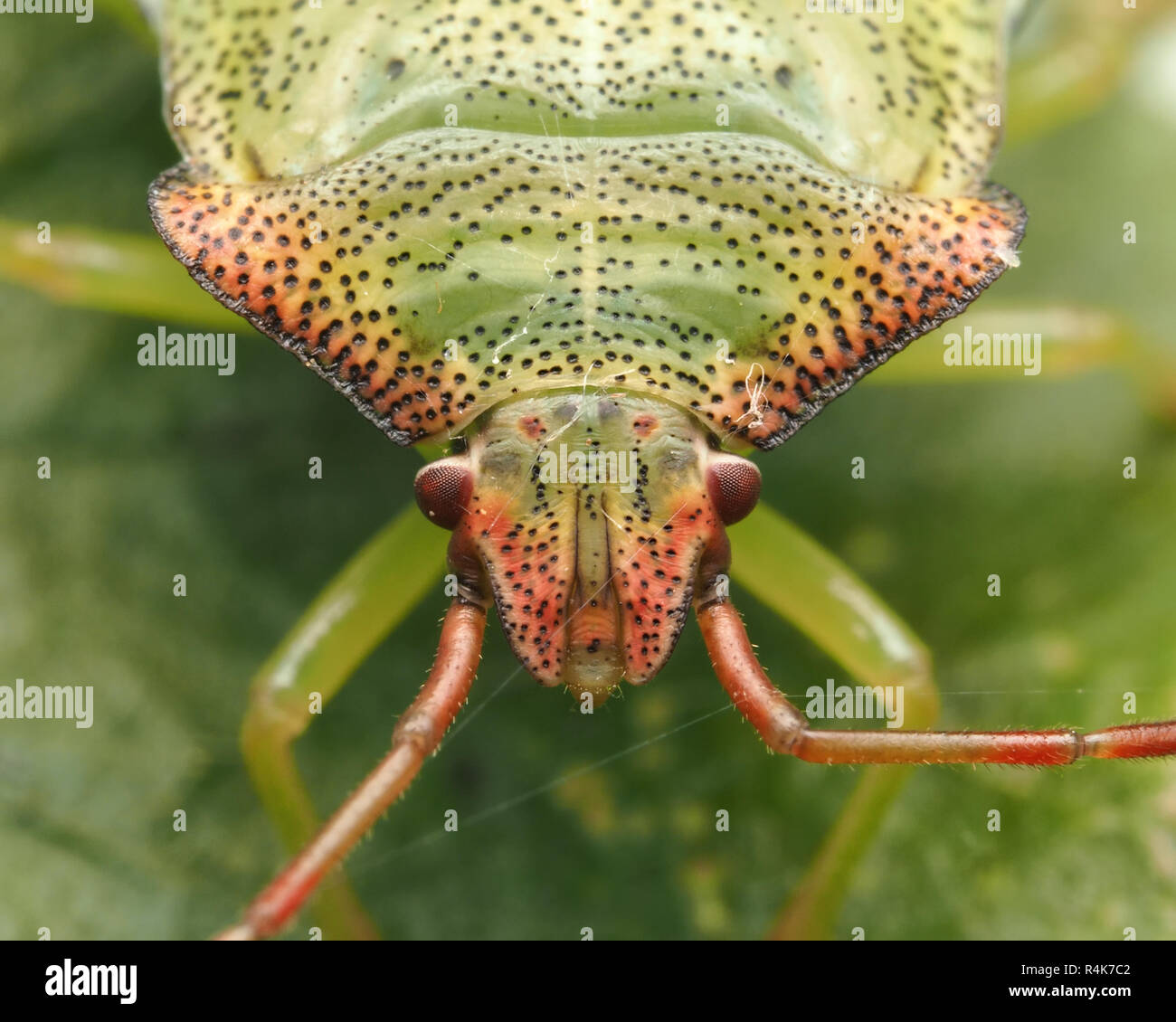 Close up frontale Ansicht von Weißdorn Shieldbug Nymphe (Acanthosoma haemorrhoidale) ruht auf Blatt. Tipperary, Irland Stockfoto