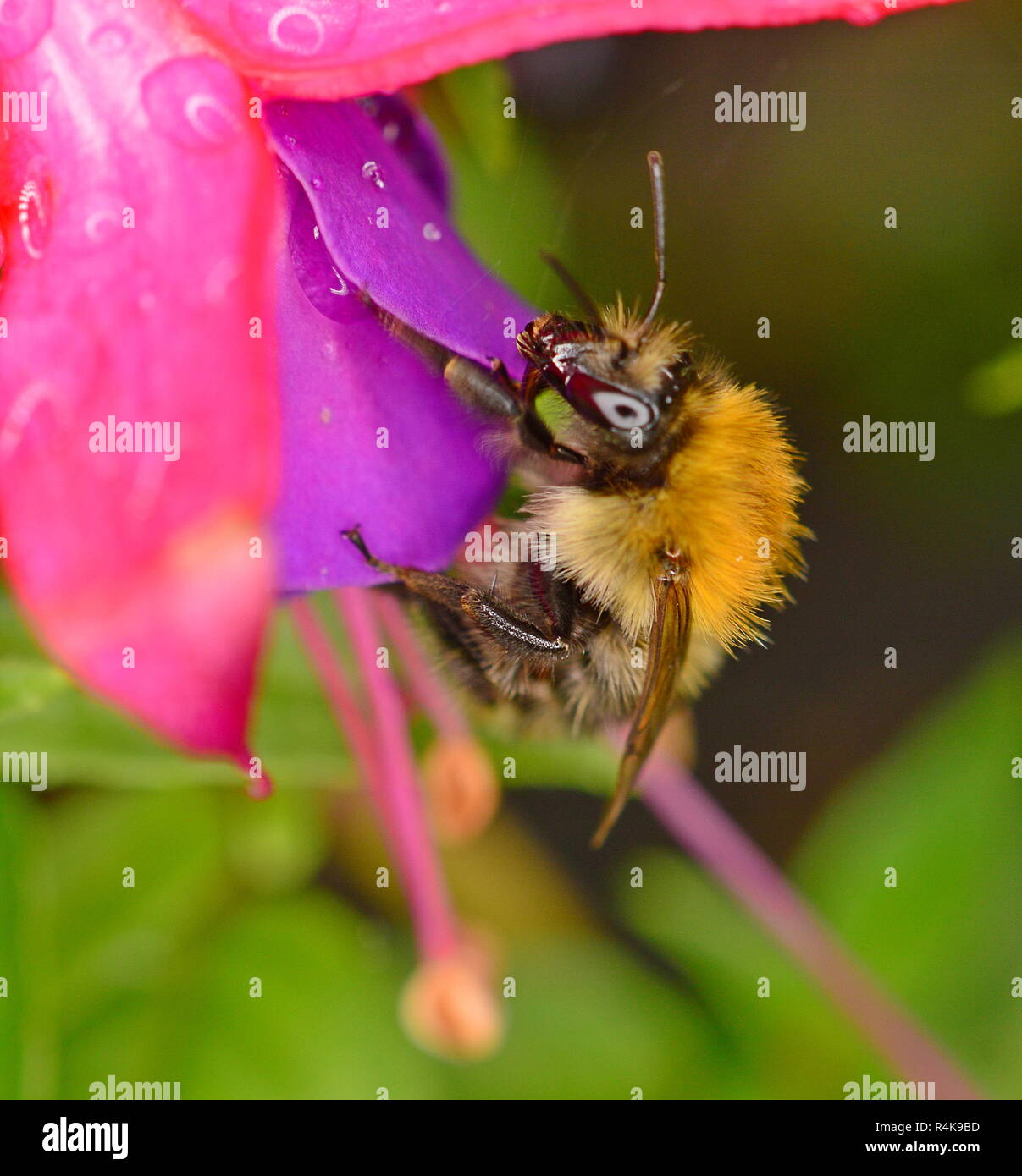 Bumble Bee - oder Bumble-Bee, demütige Bee Stockfoto