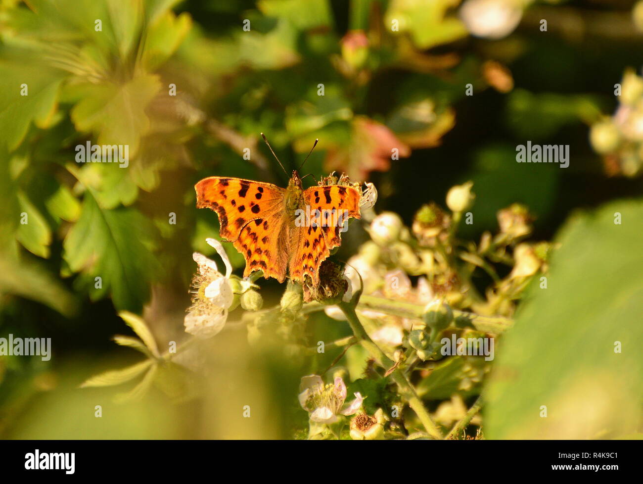 Komma-Butterfly-c-Album, polygonia Stockfoto