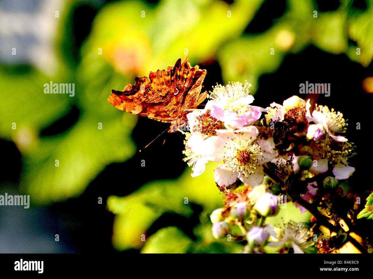 Komma Schmetterling, Underwing - Polygonia c-Album Stockfoto