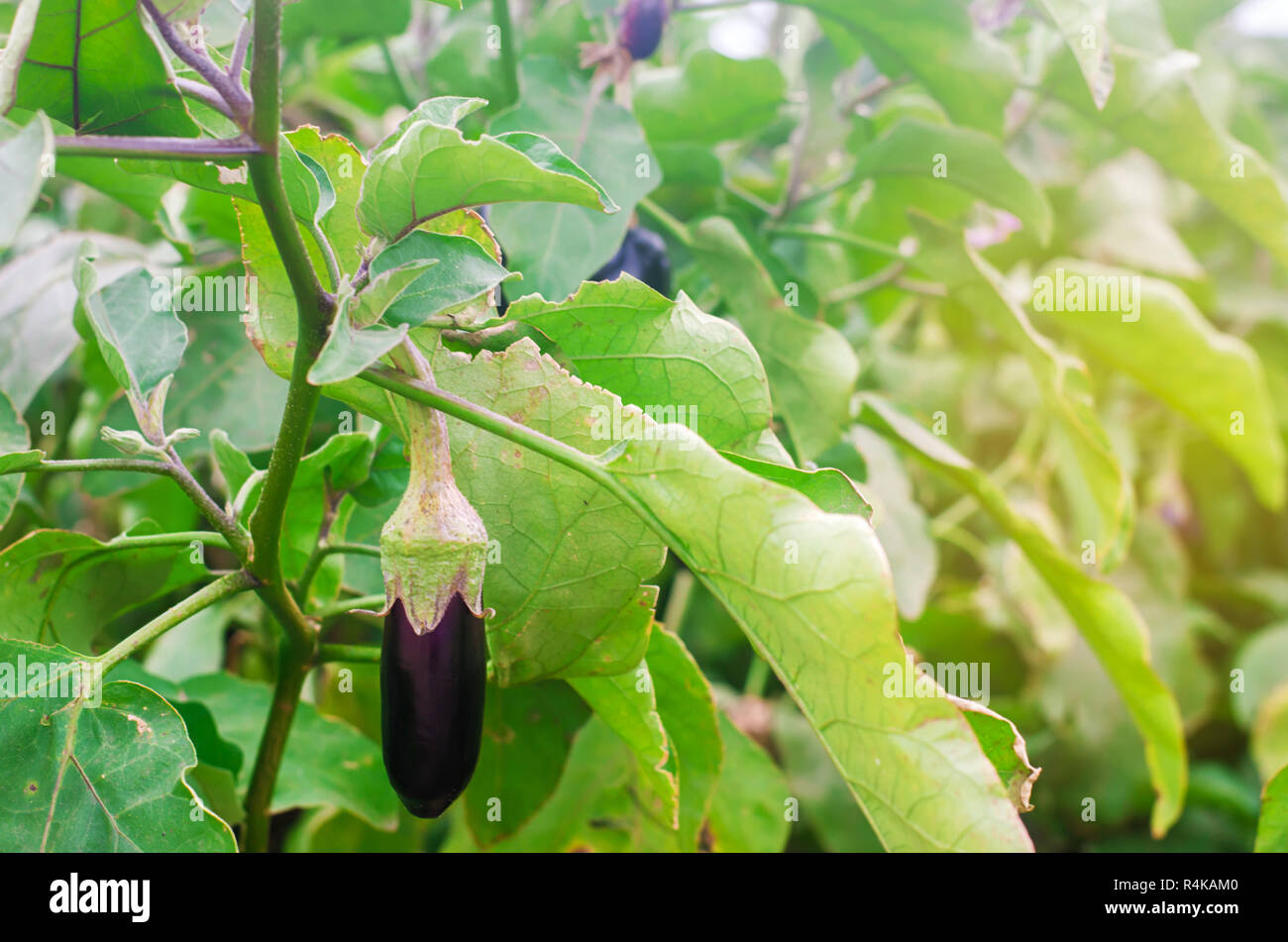 Aubergine Ernte auf dem Feld. Frisches Bio-Gemüse. Landwirtschaft, Bauernhof. Gesundes essen Aubergine Stockfoto