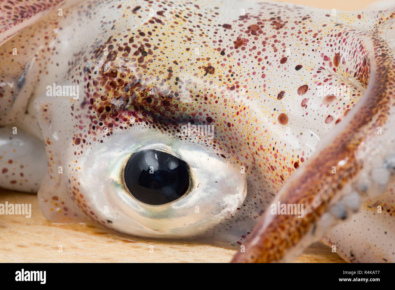 Eine Nahaufnahme des Auges und chromatophoren eines Loligo Kalmaren auf der Stange und Linie gefangen vulgaris. Die chromatophoren sind reflektierende und pigmen enthalten Stockfoto