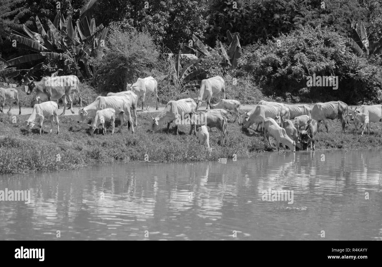 Kühe AN EINEM FLUSSUFER TRINKWASSER Stockfoto