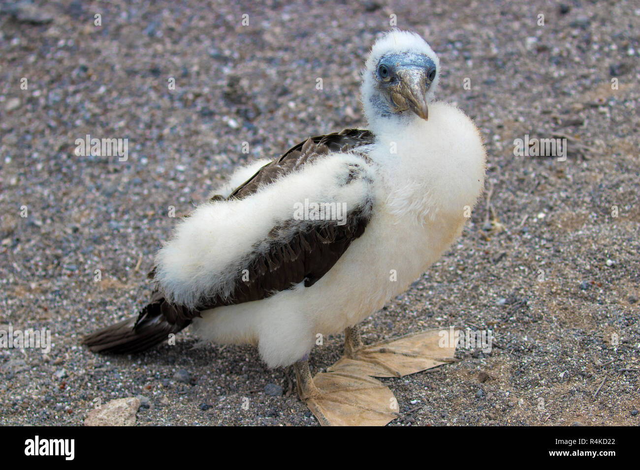Seltene und exotische Vögel auf den Galapagos Inseln Stockfoto