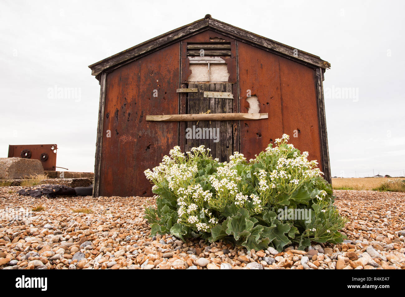 Sea Kale (Crambe maritime) am Fisherman's Beach, Dungeness, Kent GROSSBRITANNIEN Stockfoto