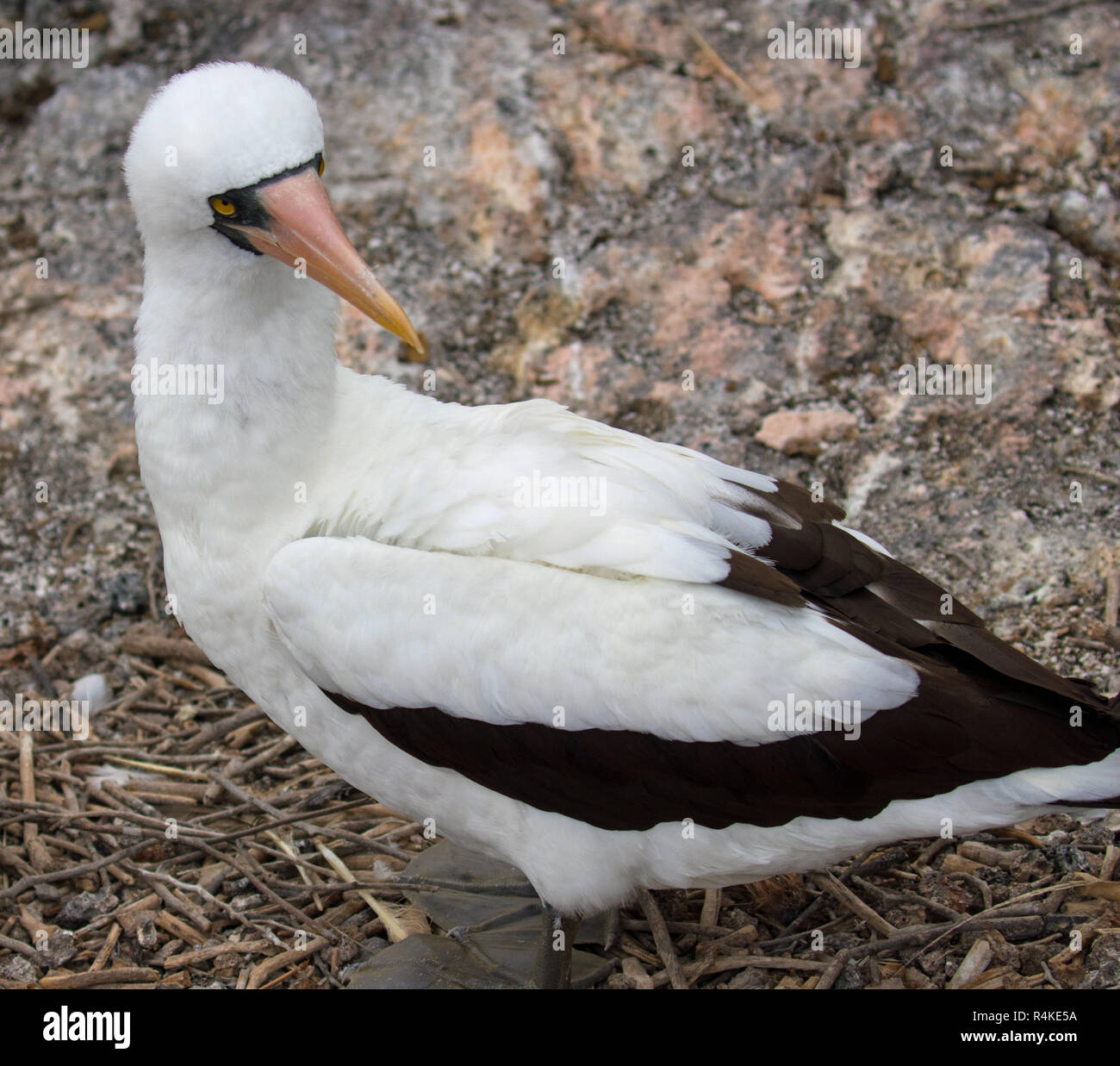 Seltene und exotische Vögel auf den Galapagos Inseln Stockfoto