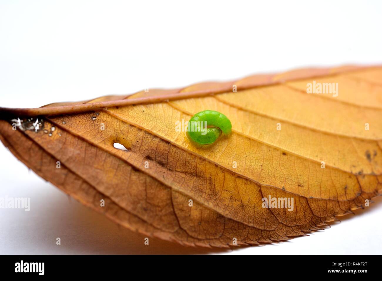 Grüne Raupe auf Herbst Blatt Nahaufnahme Makro Stockfoto