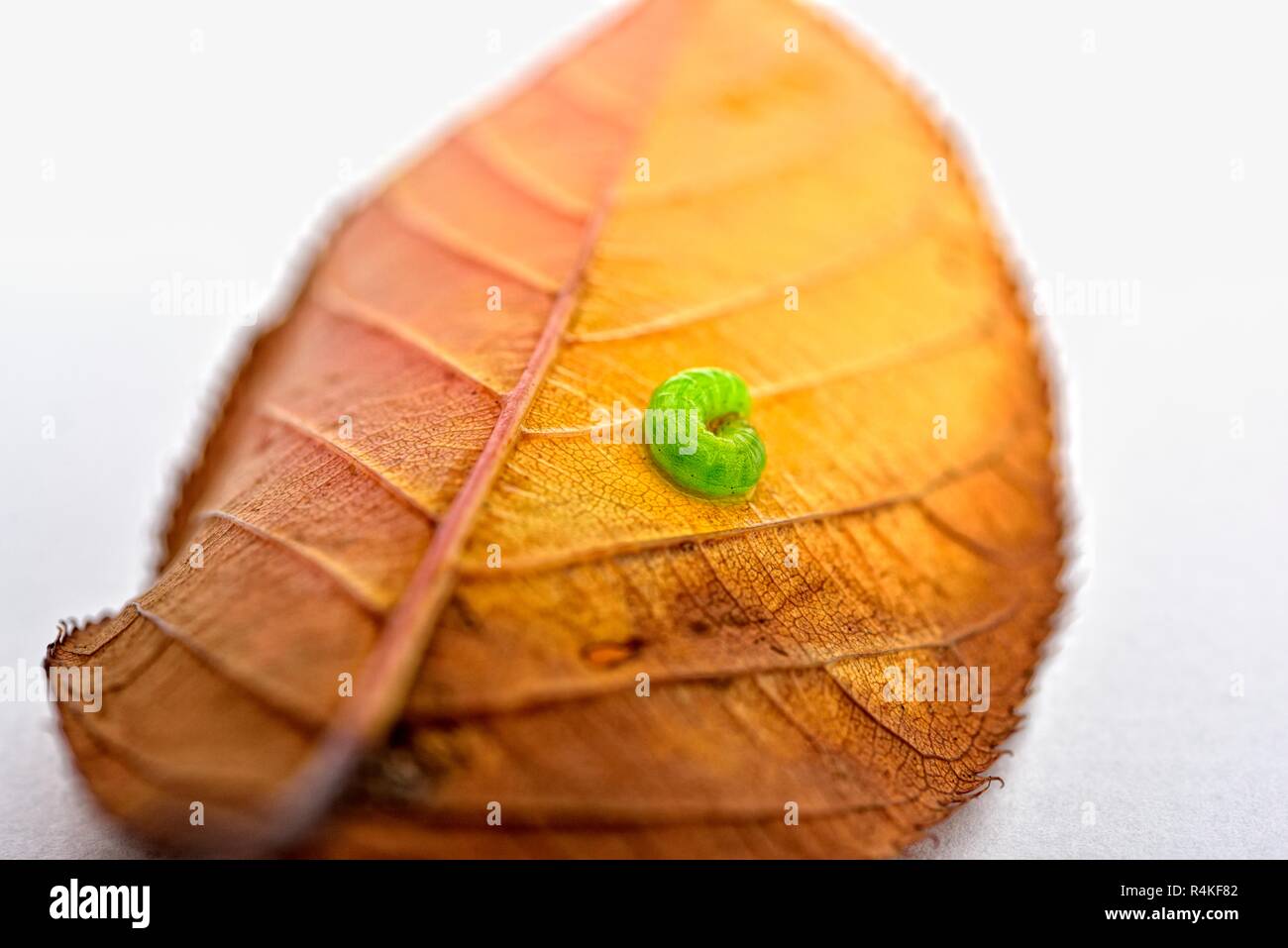 Grüne Raupe auf Herbst Blatt Nahaufnahme Makro Stockfoto