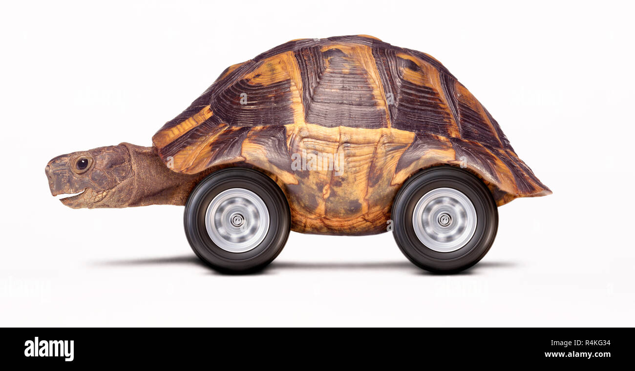 Beschleunigung Schildkröte auf Rädern Stockfoto