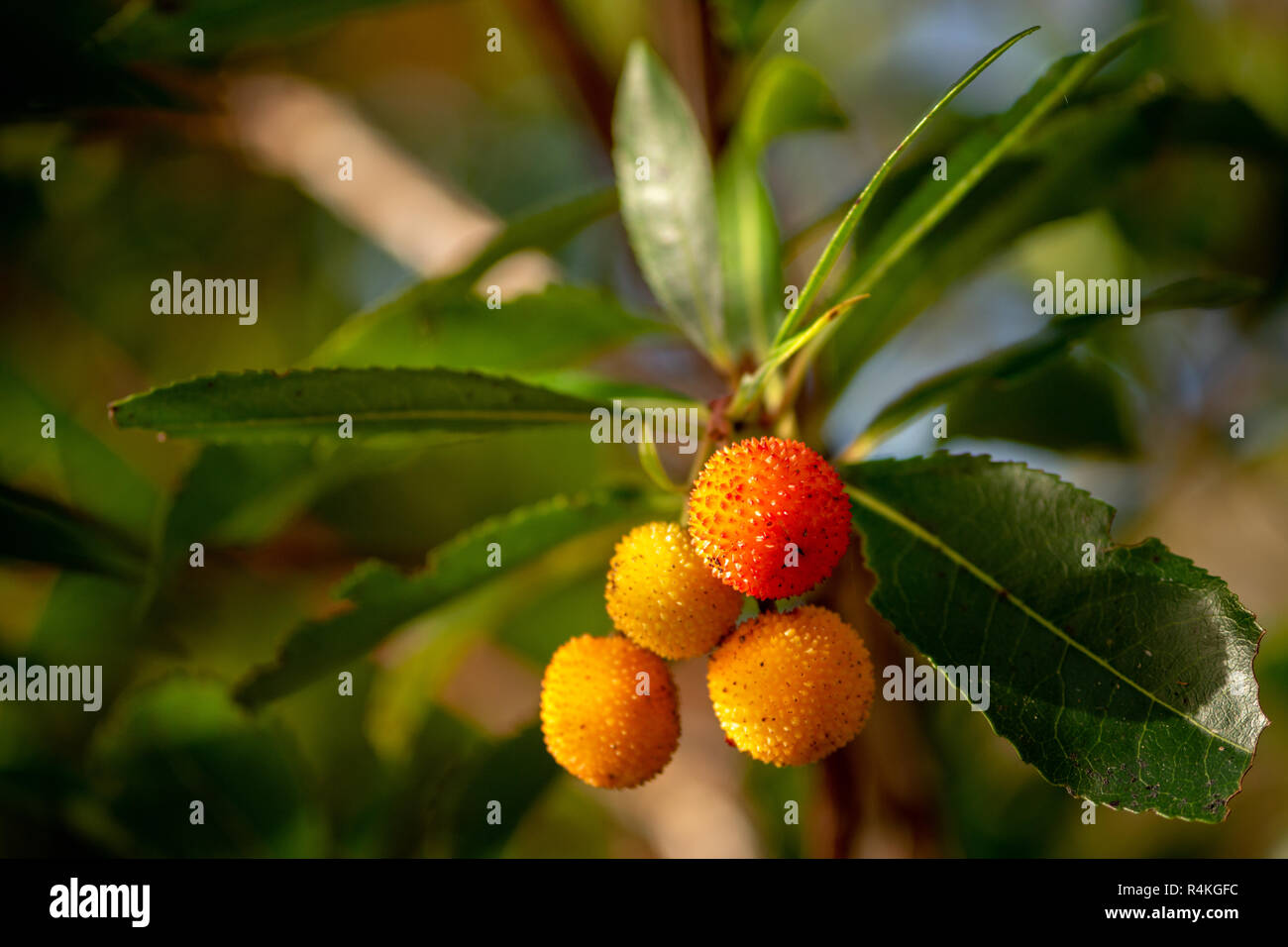 Arbutus unedo oder Erdbeerbaum reife Früchte bekannt als Killarney Strawberry Tree im Killarney National Park, County Kerry, Irland. Stockfoto