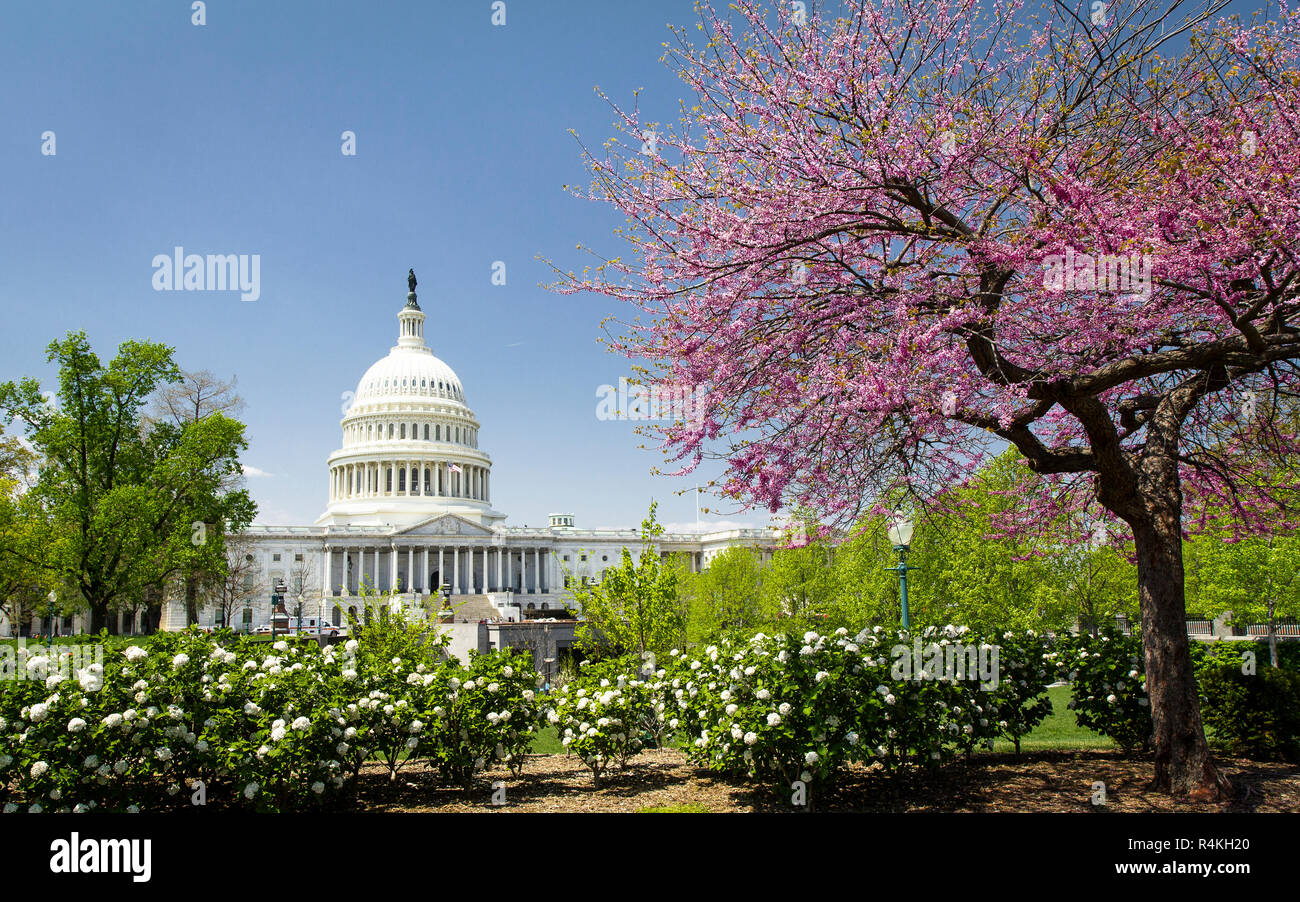 Das Kapitol in Washington DC am Frühling Stockfoto