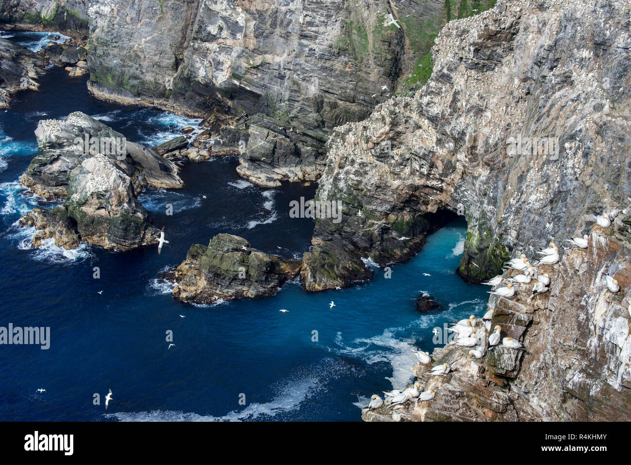 Die spektakuläre Küste mit Northern Gannet (Morus bassanus) Kolonie im Meer Felsen in Hermaness, Unst, Shetlandinseln, Schottland, Großbritannien Stockfoto
