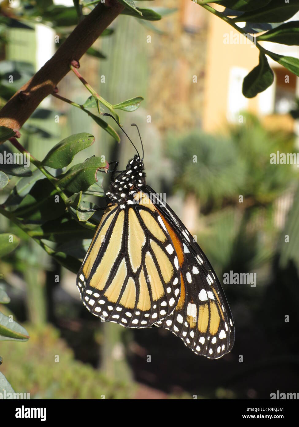Monarch (danaus Plexippus) Stockfoto