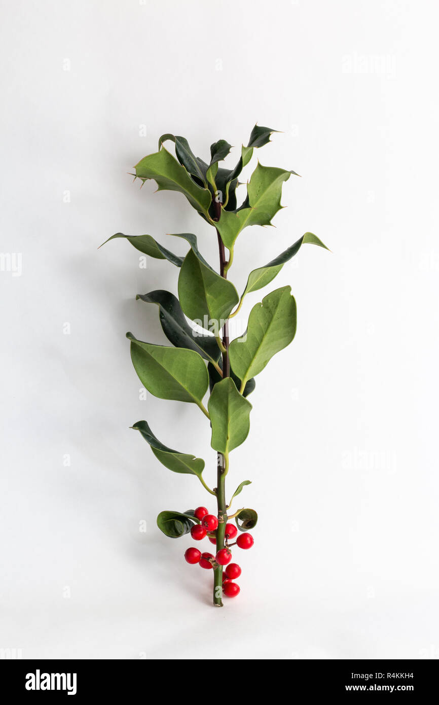 Niederlassung von Holly Blätter und Beeren auf weißem Hintergrund Stockfoto