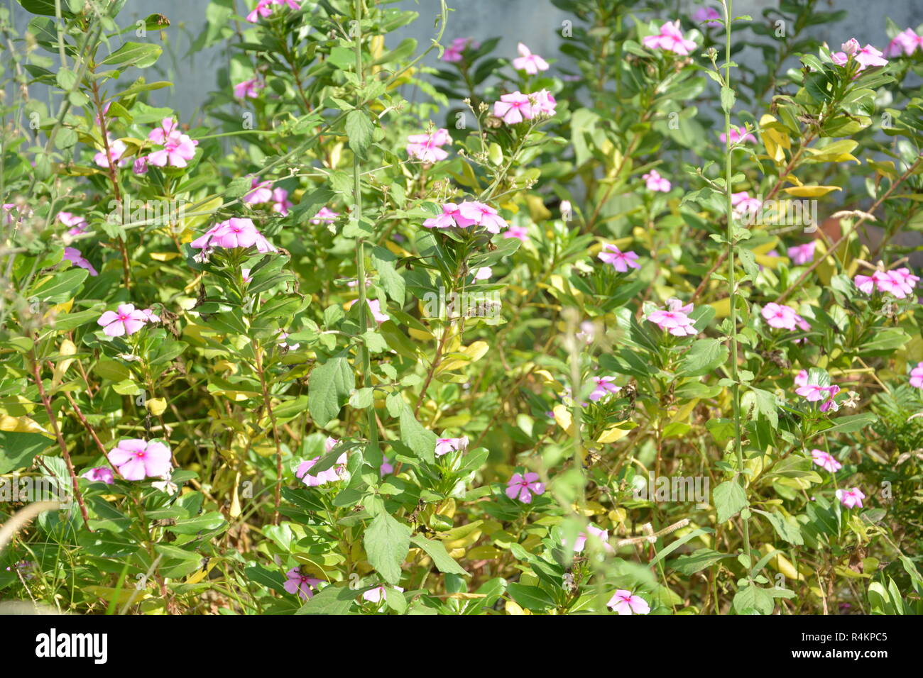 Einige charmante Catharanthus roseus - periwinkle Blumen fordert uns in einem Garten mit ihren Charme Stockfoto