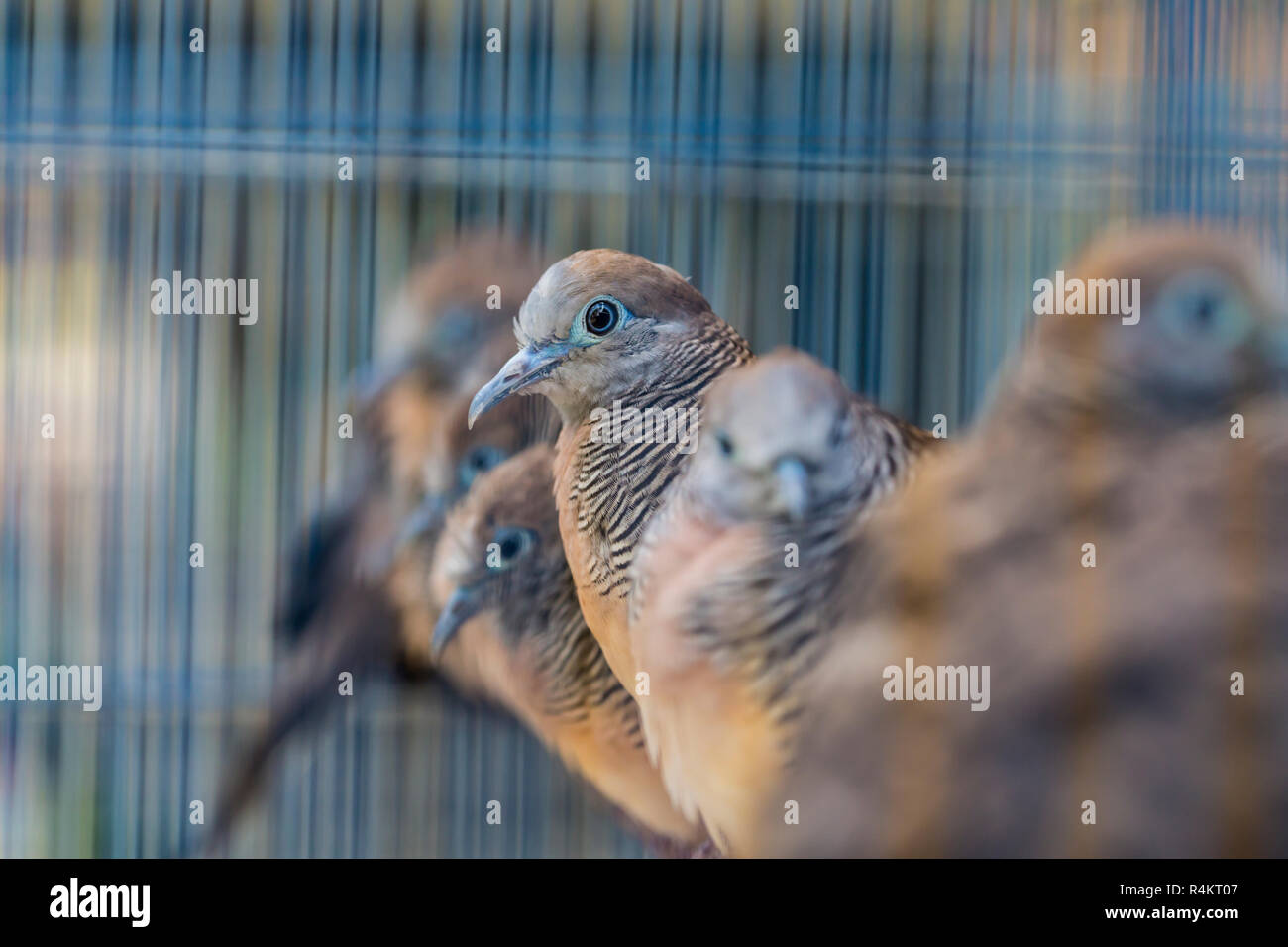 Vögel auf dem Pasar Ngasem Markt in Yogyakarta, Zentral-Java, Indonesien. Stockfoto