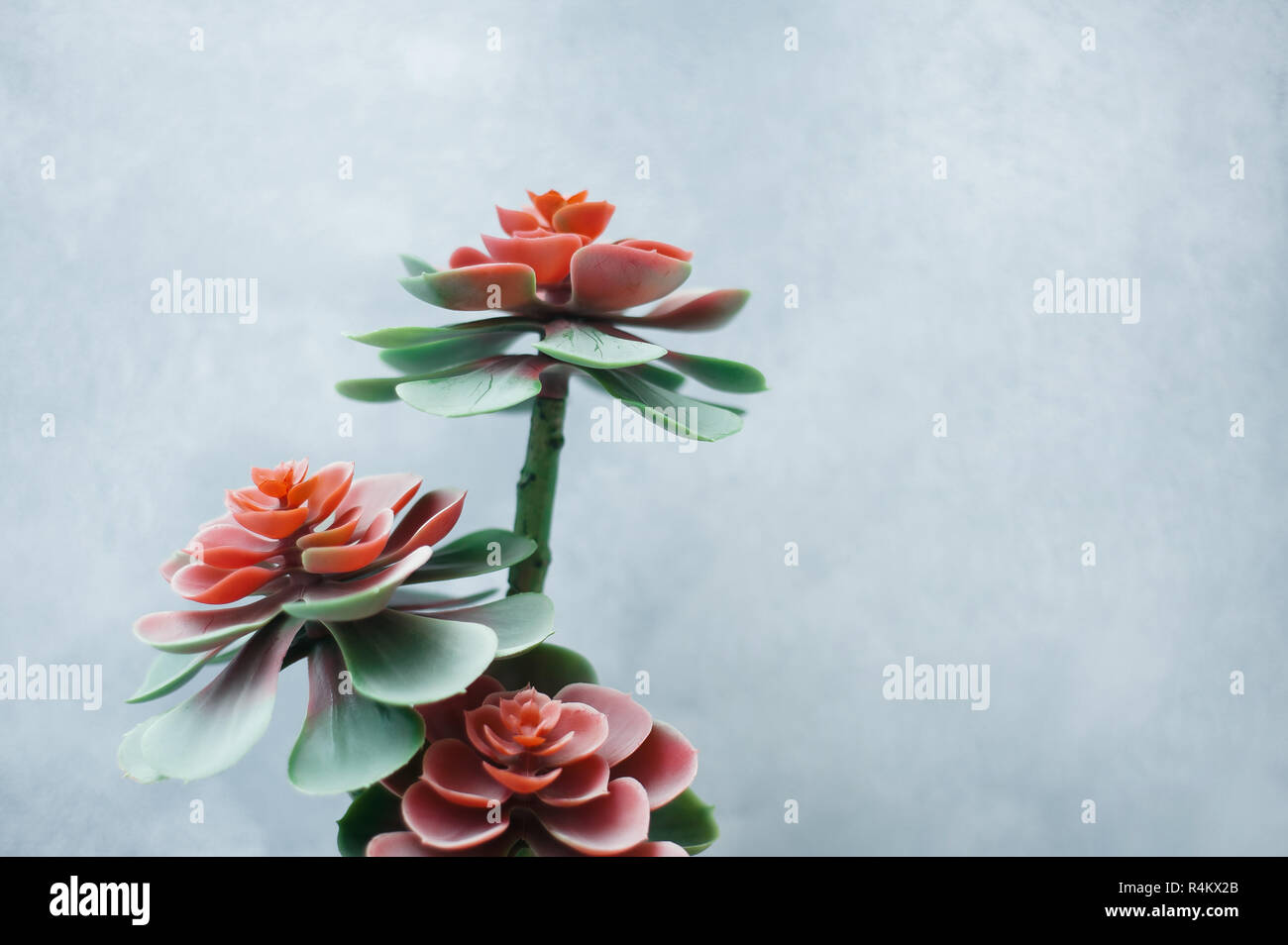 Zimmerpflanze closeup auf grauen Hintergrund. Rote und grüne Blätter. Echeveria pulvinata. Organische Konzept Stockfoto