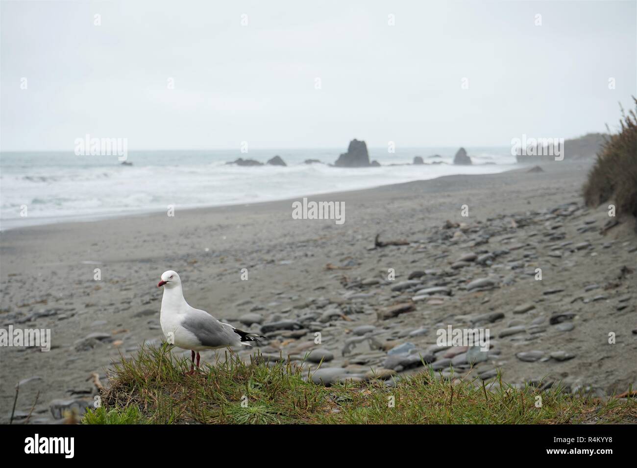 Möwe am Strand auf dem bewölkten Tag grau, Neuseeland Südinsel Stockfoto