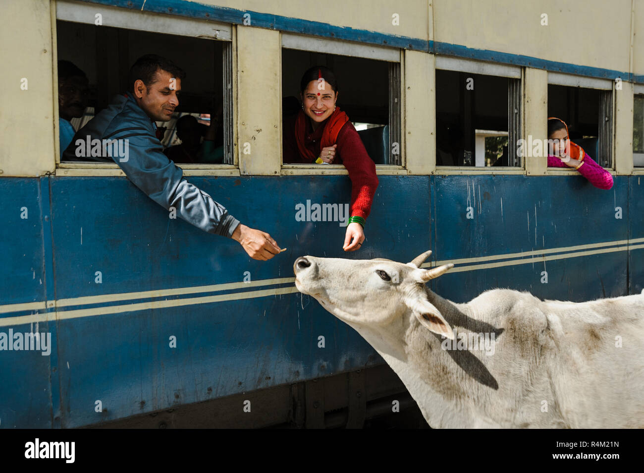 Zwei Inder feed die Kuh durch Zug Fenster. 27. Februar 2018 Indien. Stockfoto