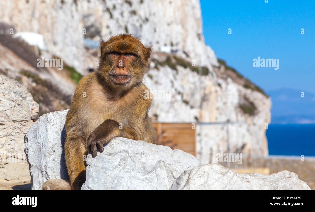 Monkey in Gibraltar Barbary Ape in der Britischen Überseegebiet Gibraltar sitzen auf Rock gegen malerische Seenlandschaft. Stockfoto