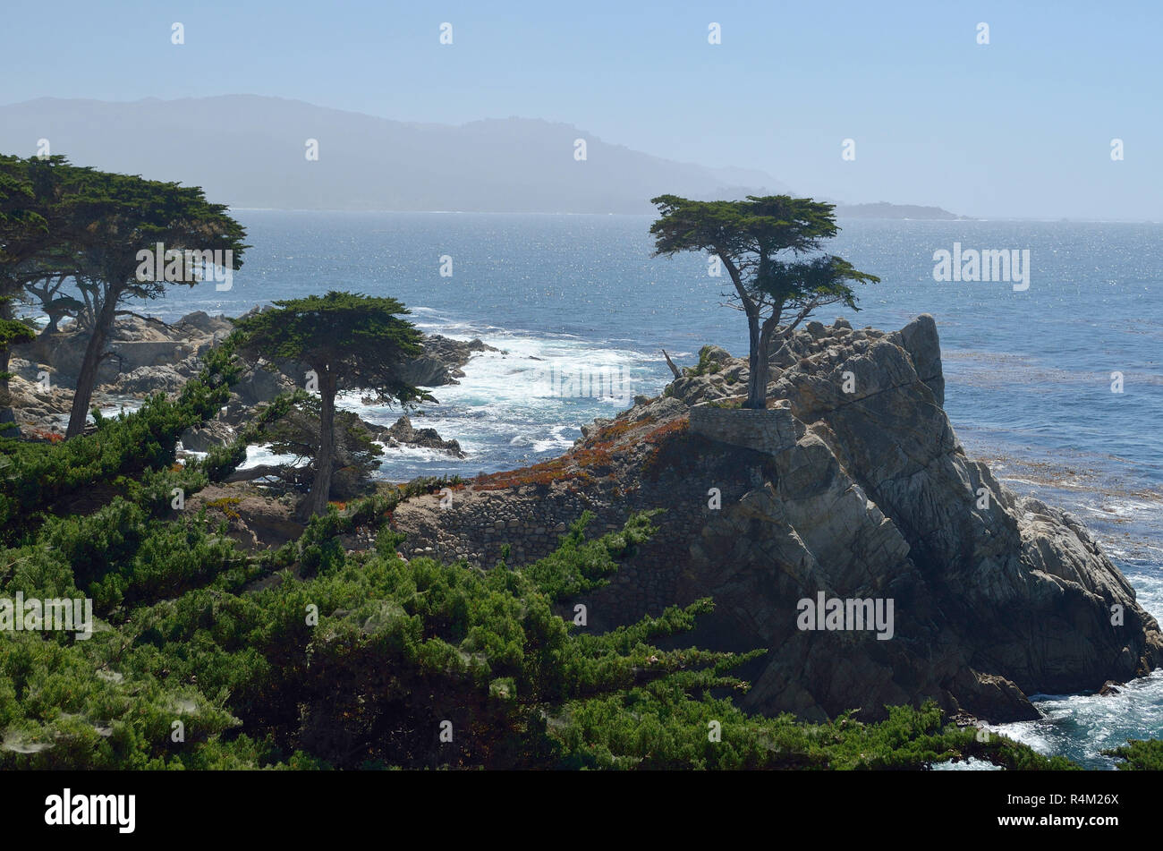 Lone Cypress Tree Monterey, Pebble Beach, Kalifornien, USA Stockfoto