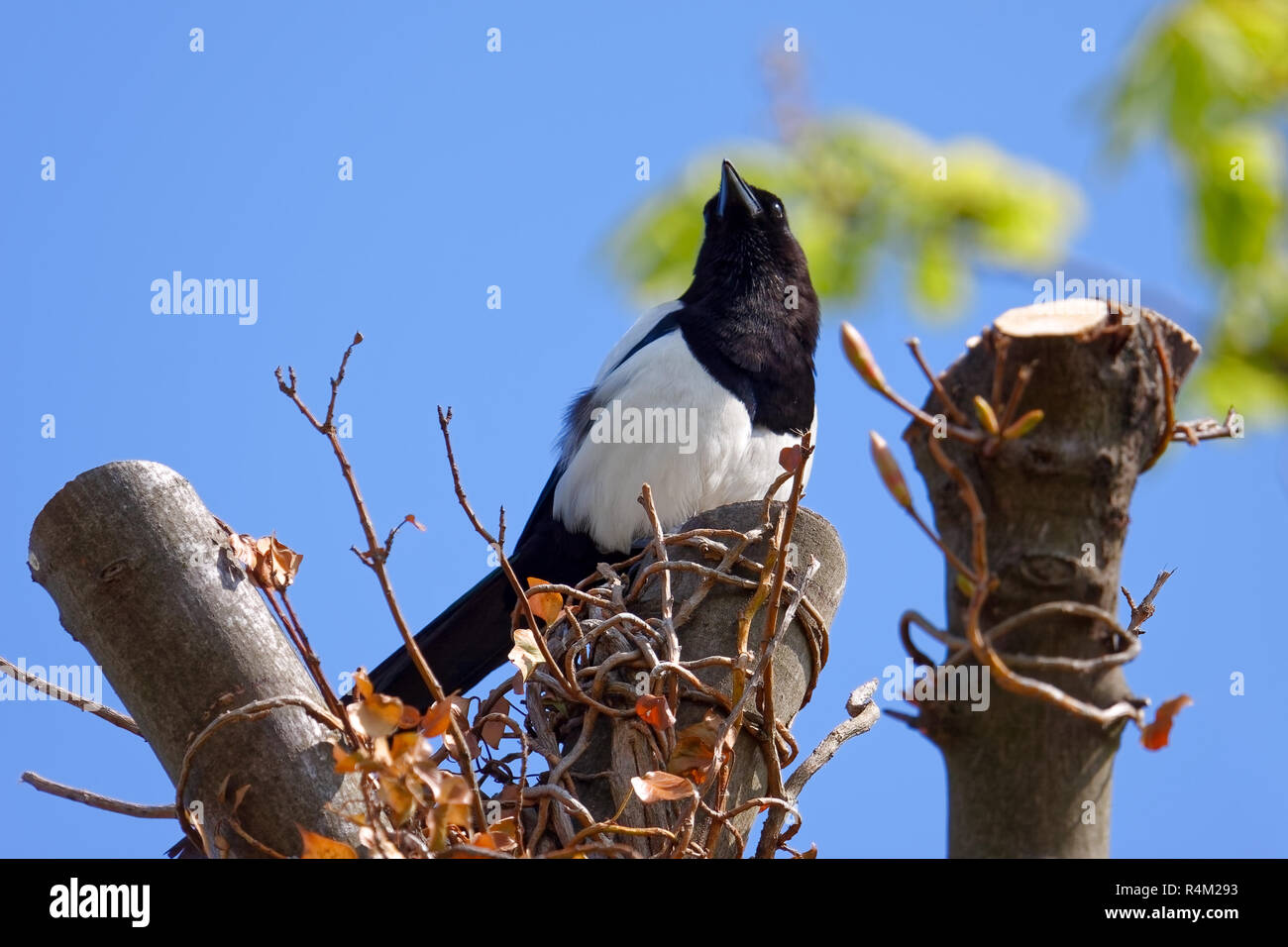 Gemeinsame Magpie in Rainham Marshes in Essex Stockfoto