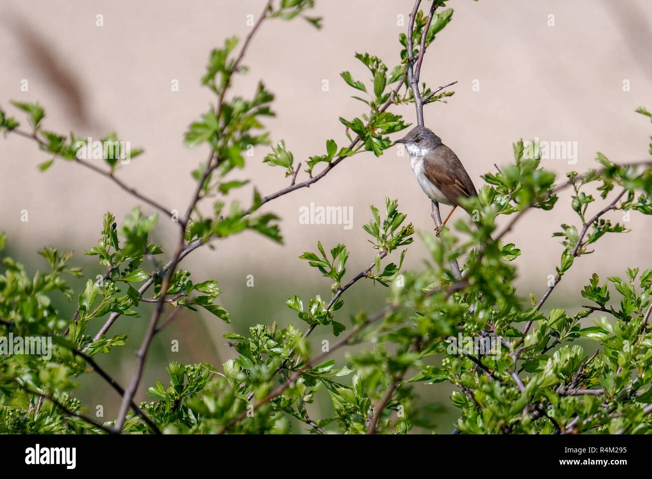 Lesser Whitethroat (Sylvia curruca) in einem Weißdorn-Baum gehockt Stockfoto