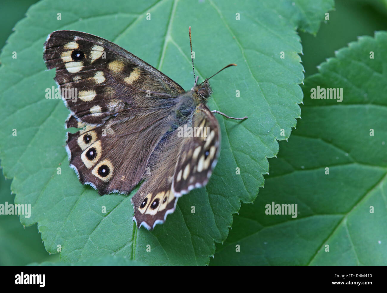 Wald Spiel pararge Icarus vom Kaiserstuhl Stockfoto