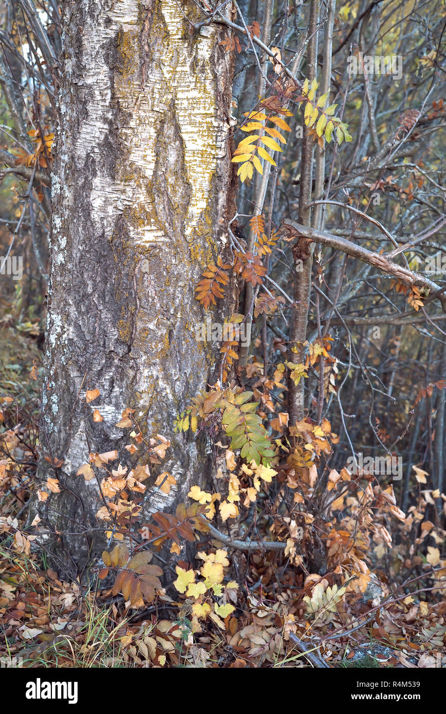 Ein starker Baum Stamm mit vielen trockenen und gefallenen dekorative Blätter in warmen goldenen Farben des Herbstes und ein Wald mit kahlen Ästen im Hintergrund Stockfoto