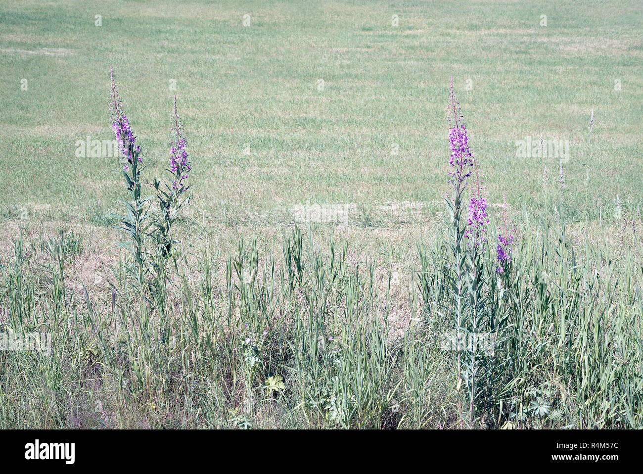 Idyllische lila blühenden Wildblumen mit Sonnenschein in ländlichen Landschaft mit Ackerland Bereich im Hintergrund, ein Sommertag auf dem Land Stockfoto