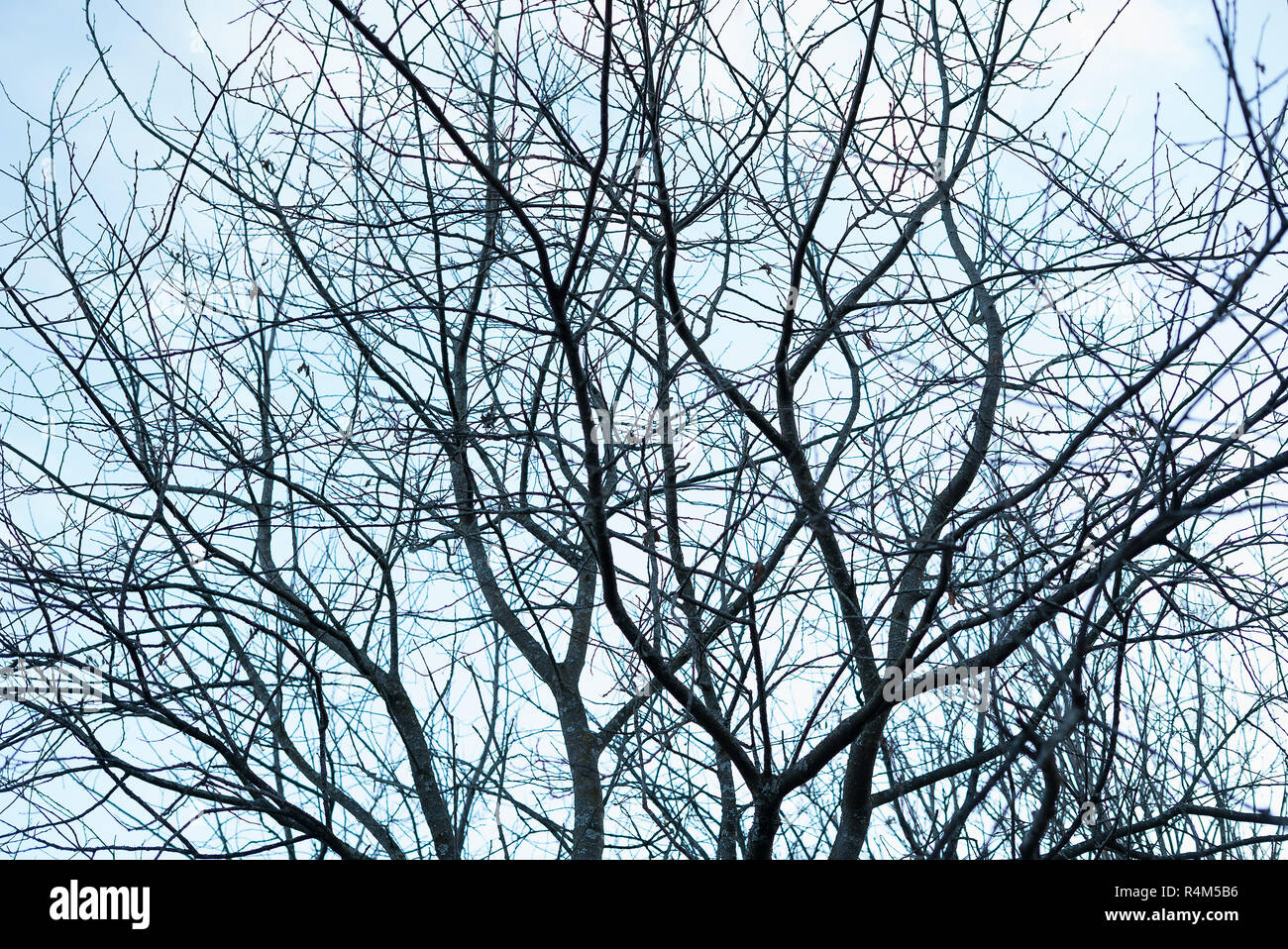 Vielen kahlen, dunklen blattlosen Herbst Zweige eine grafische Zweige Silhouette gegen den kalten blauen Himmel - Konzept der Spooky Halloween Stockfoto