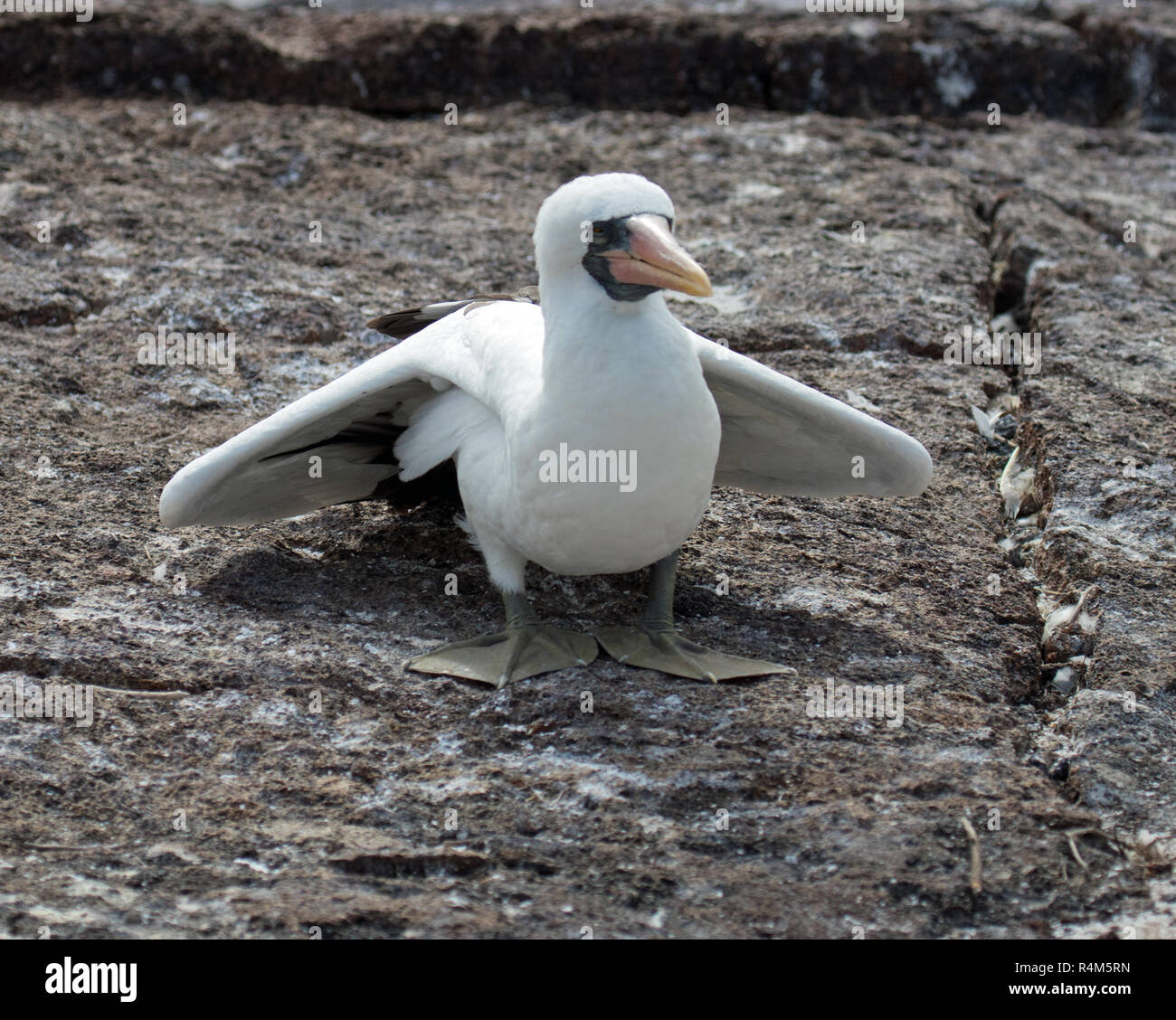 Seltene und exotische Vögel auf den Galapagos Inseln Stockfoto