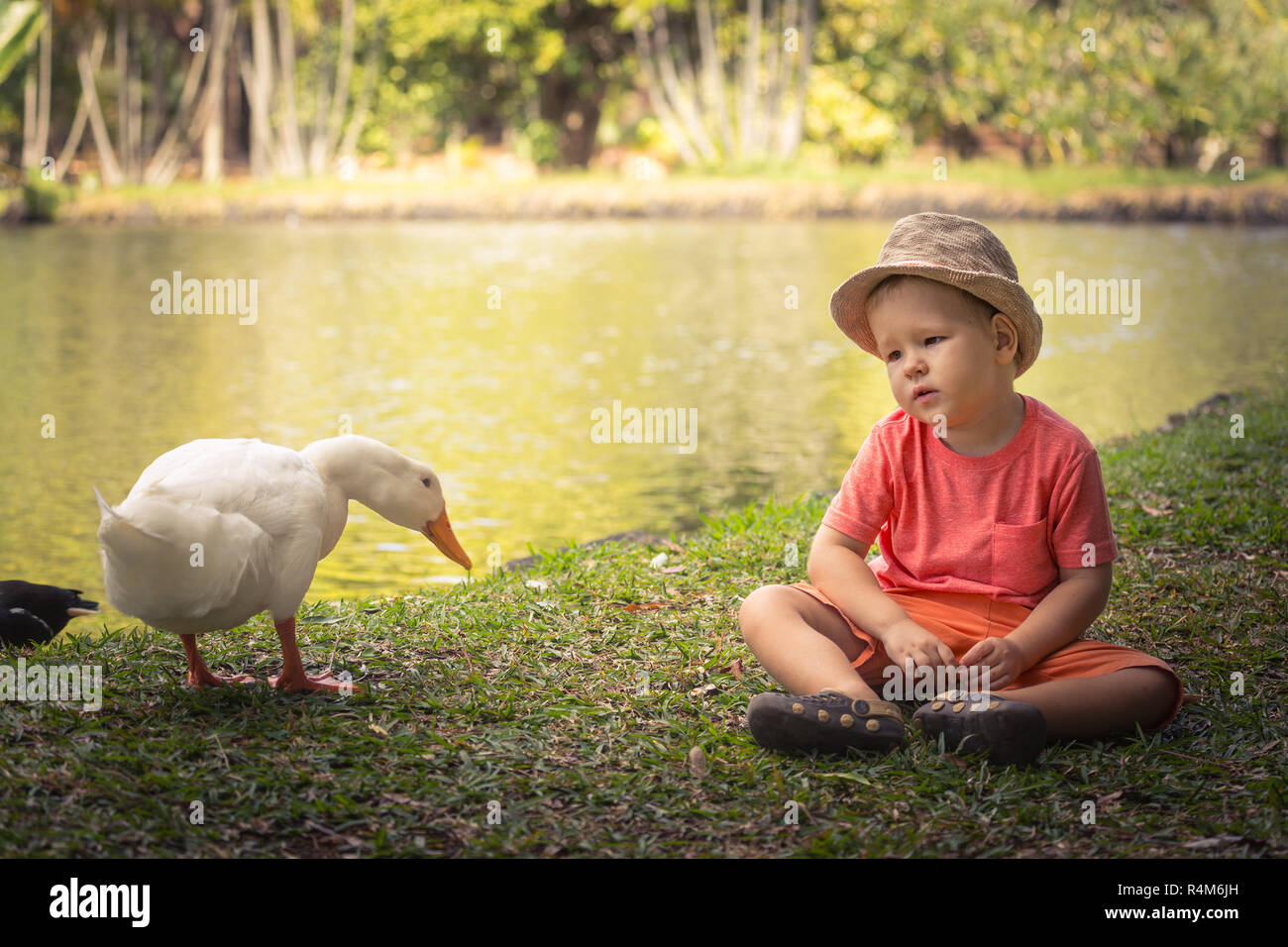 Junge und Gänse Stockfoto