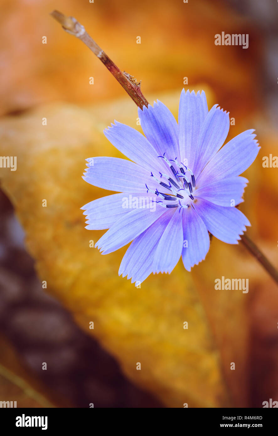 In der Nähe der Gemeinsamen Chicorée Blume Stockfoto