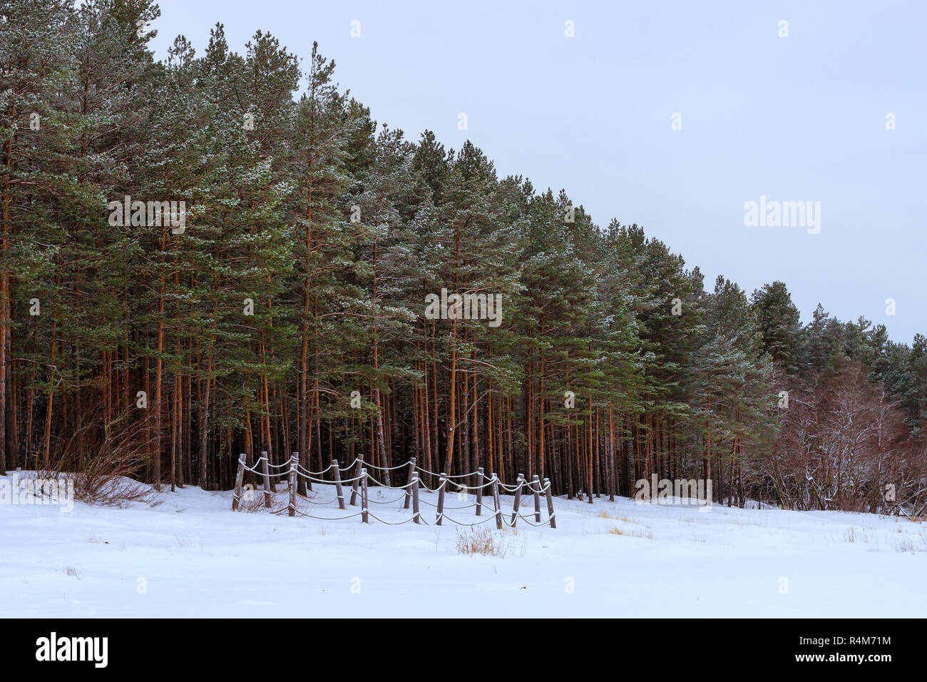 Winter tag auf verschneiten Ufer der Narva Bay. Schnee auf dem Eis des zugefrorenen Finnischen Meerbusen. Narva-Joesuu Resort Stadt in Estland Ida-Virumaa. Schwere nördlichen Winter und Schnee. Pinienwald Pinienwald Stockfoto