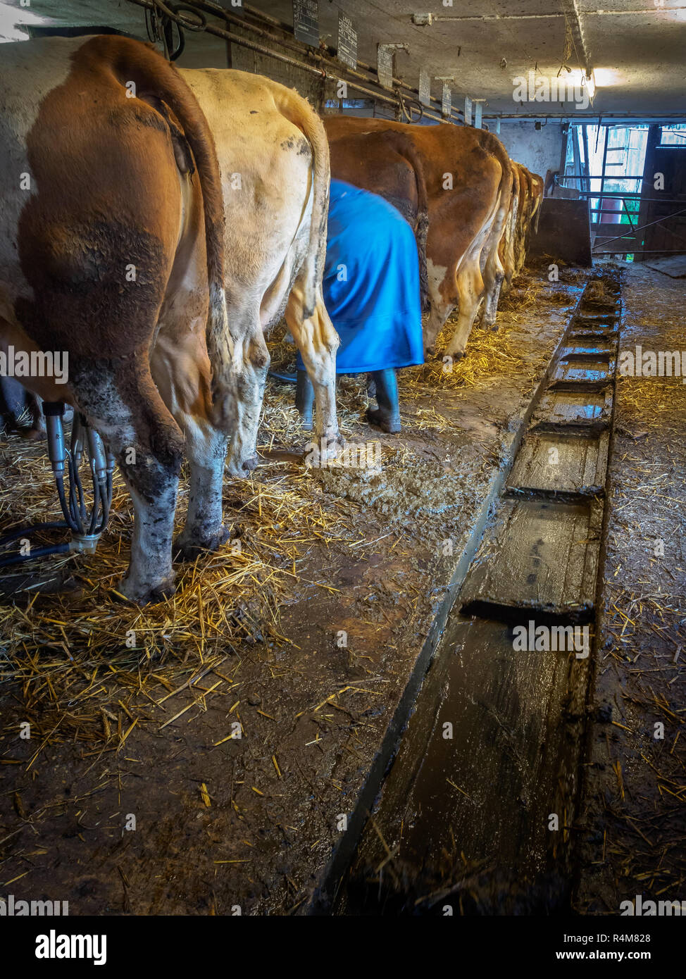 Die Landwirte Frau Melken der Kühe im Kuhstall auf einem alten rustikalen Molkerei in Niederösterreich Stockfoto