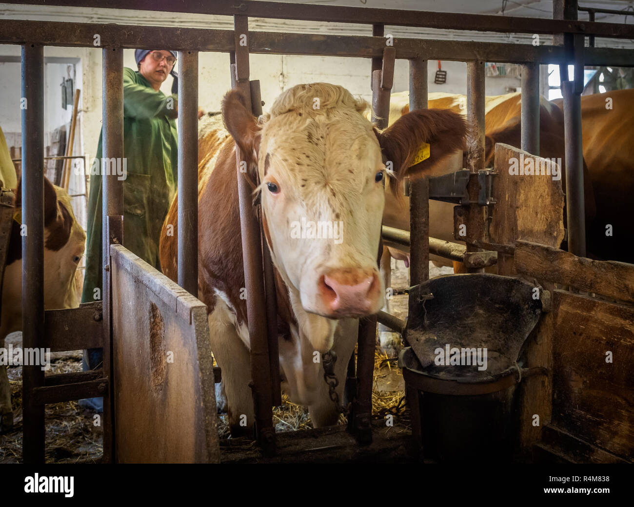Die Landwirte Frau putzen Kühe im Stall auf einem alten rustikalen Molkerei in Niederösterreich Stockfoto
