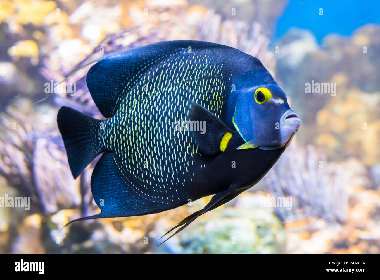 König angelfish Holacanthus Passer, auch bekannt als der Passant Kaiserfische. Stockfoto