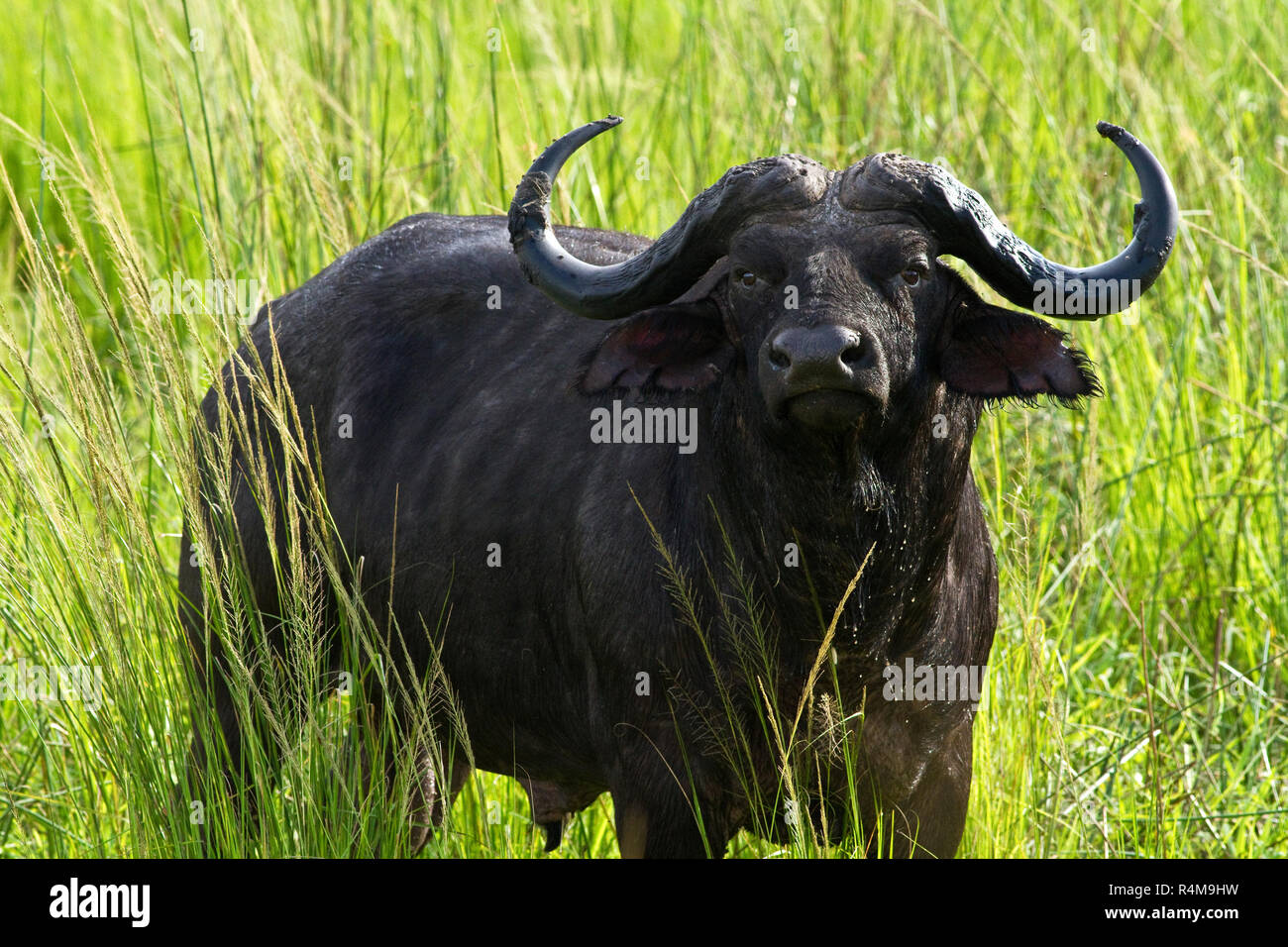 Ein Büffel Stier starrt auf das Fahrzeug behutsam, wenn er vom Trinken aus der Katuma Fluss gestört wurde in einem Bereich hat er Alert für möglich zu sein Stockfoto