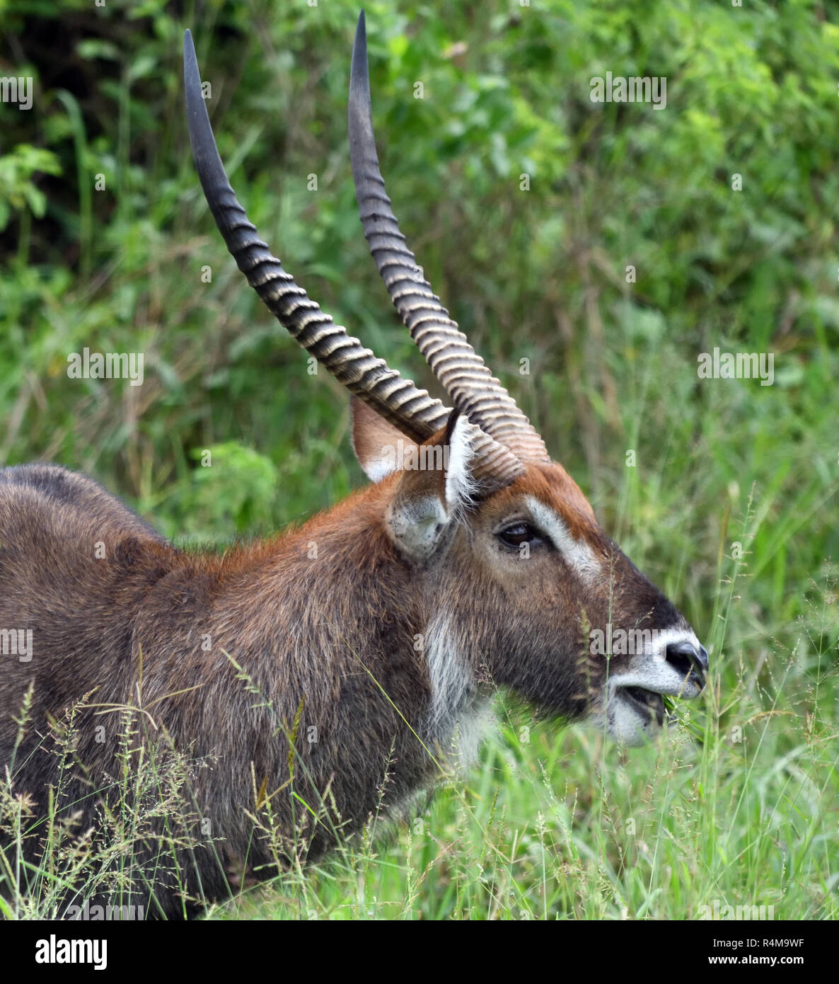 Männliche Ostafrikanischen defassa Wasserböcke (Kobus ellipsiprymnus defassa). Queen Elizabeth National Park, Uganda. Stockfoto