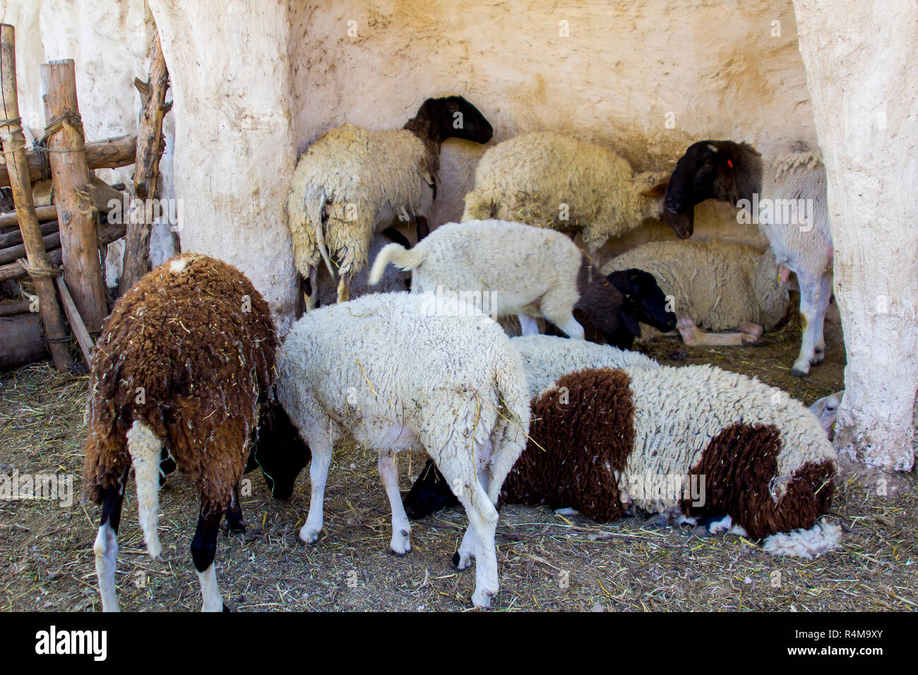 Verschiedene Schafrassen in einem Replikat 1. Jahrhundert Schafstall in Nazareth Village Israel. Dieses Dorf Erfahrung ist entworfen, um die Besucher zu einem Gefühl von t geben Stockfoto